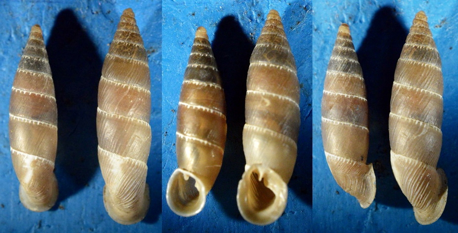 Leucostigma candidescens (Rossmssler, 1835)